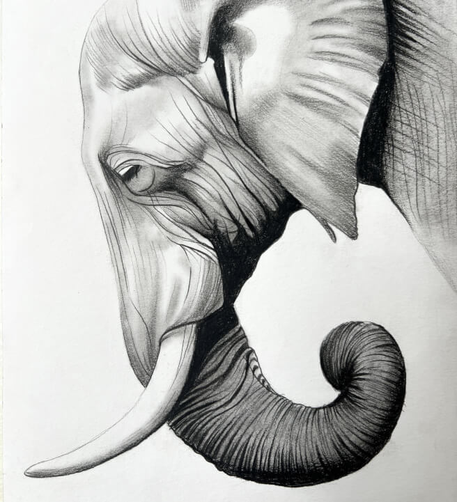 Elephant Graphite Drawing Workshop